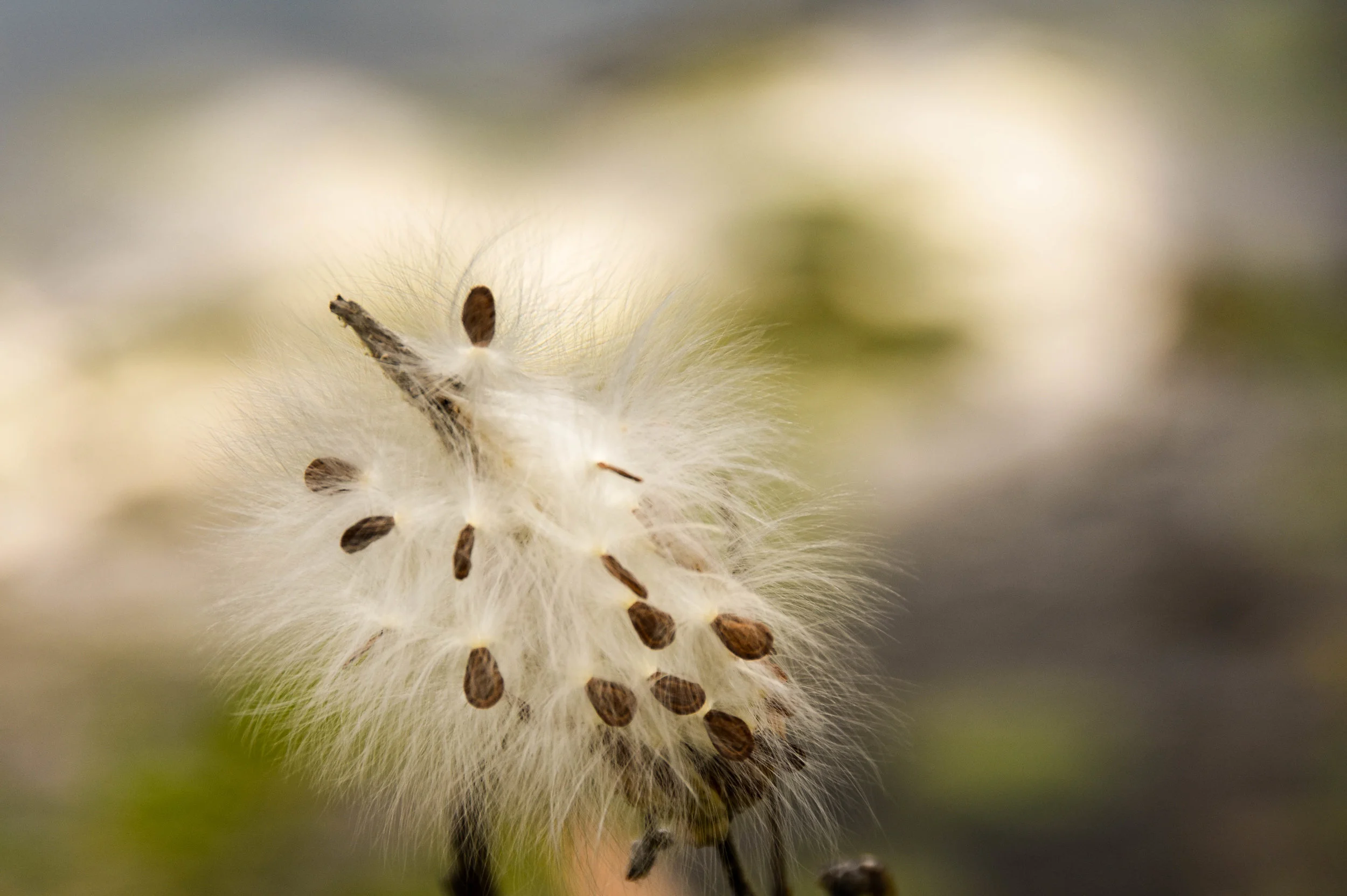 Milkweed Down
