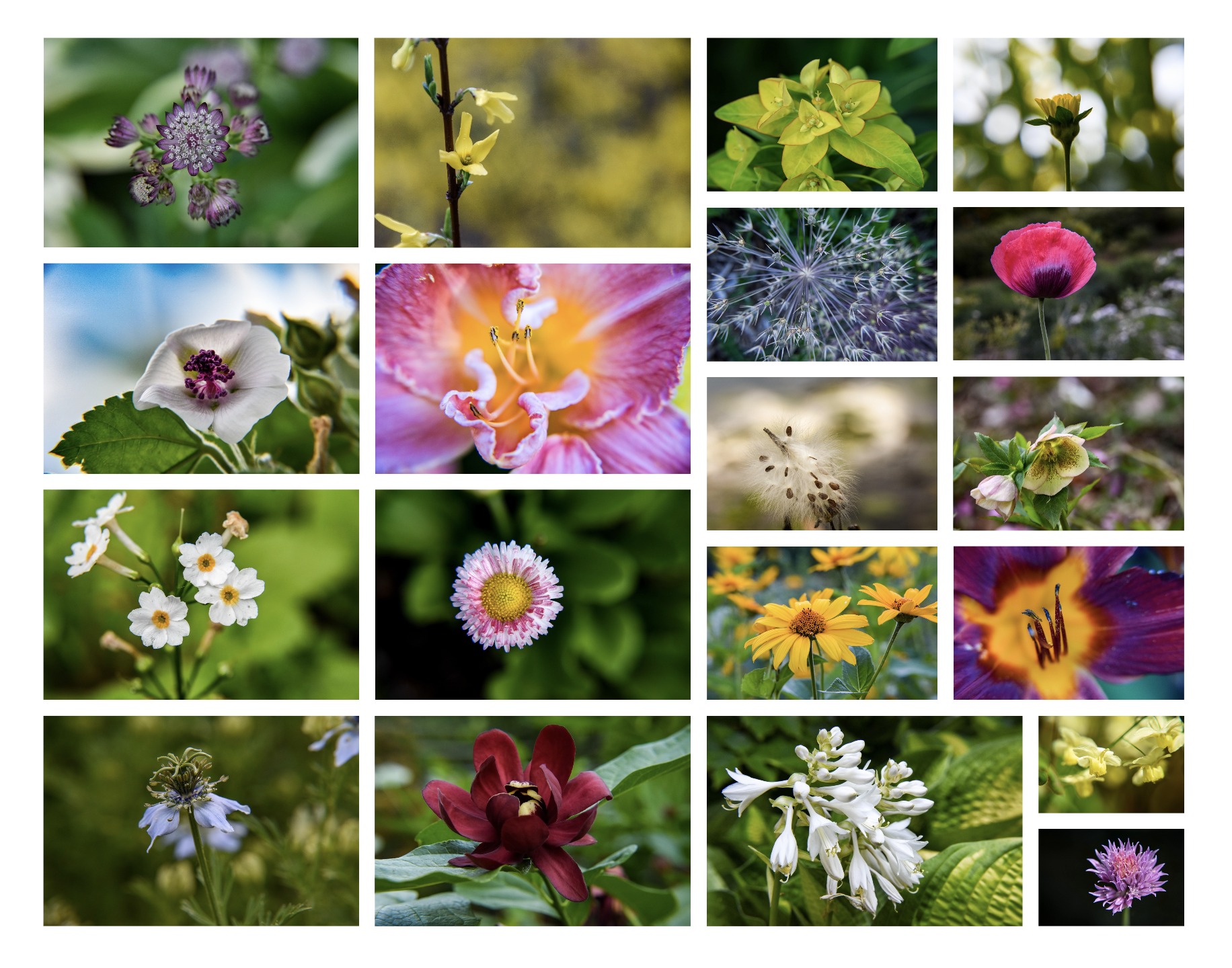 Collage Photo Flowers 1-19.png