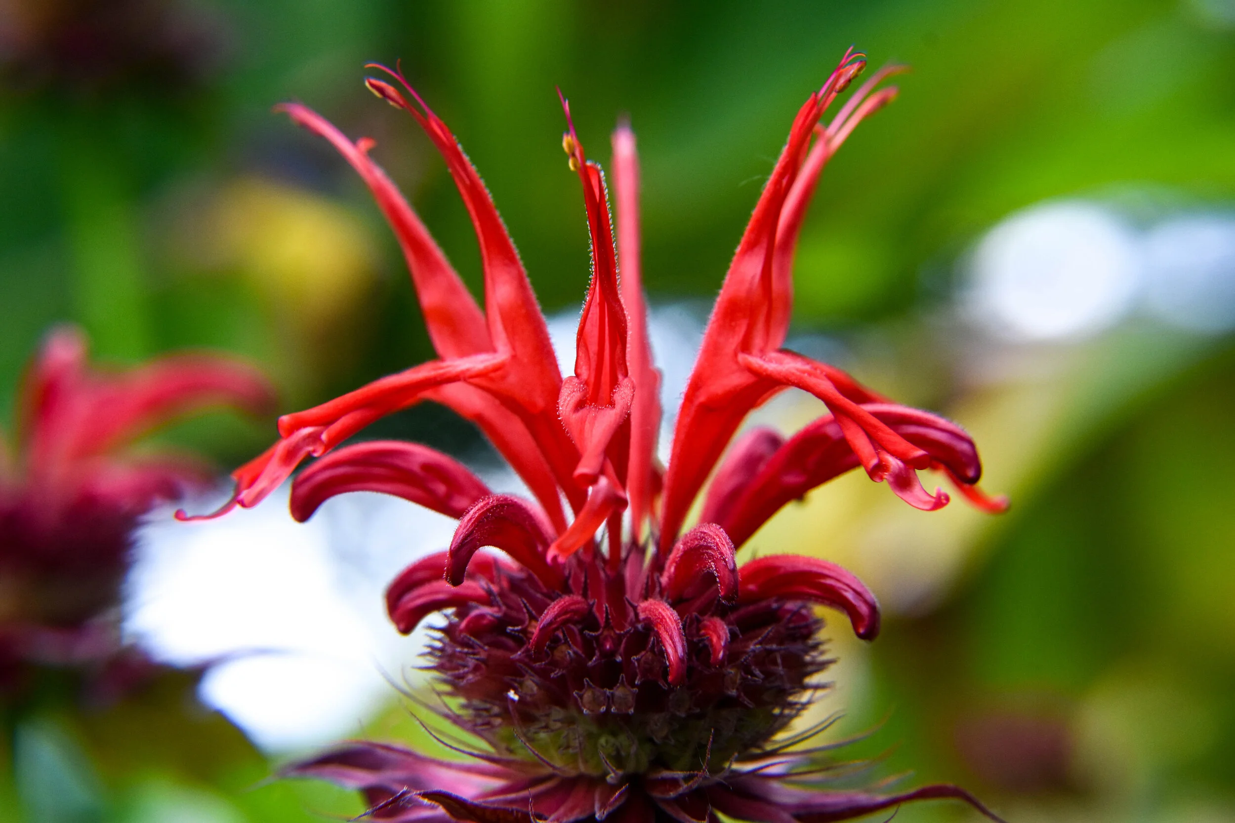 Bee Balm
