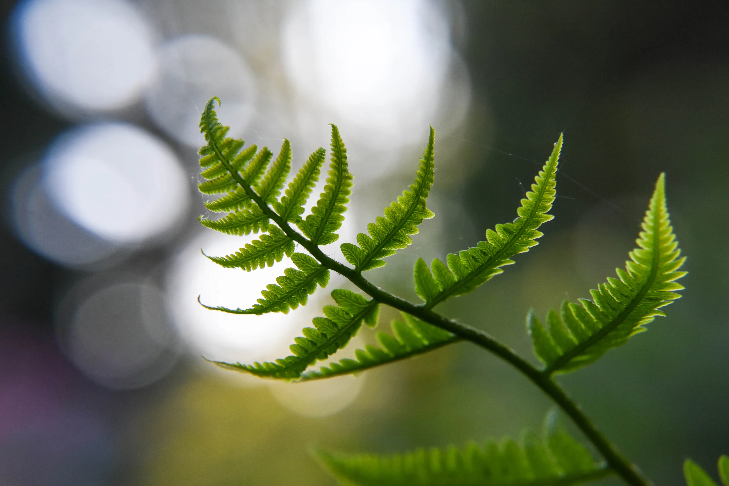 Fern Light
