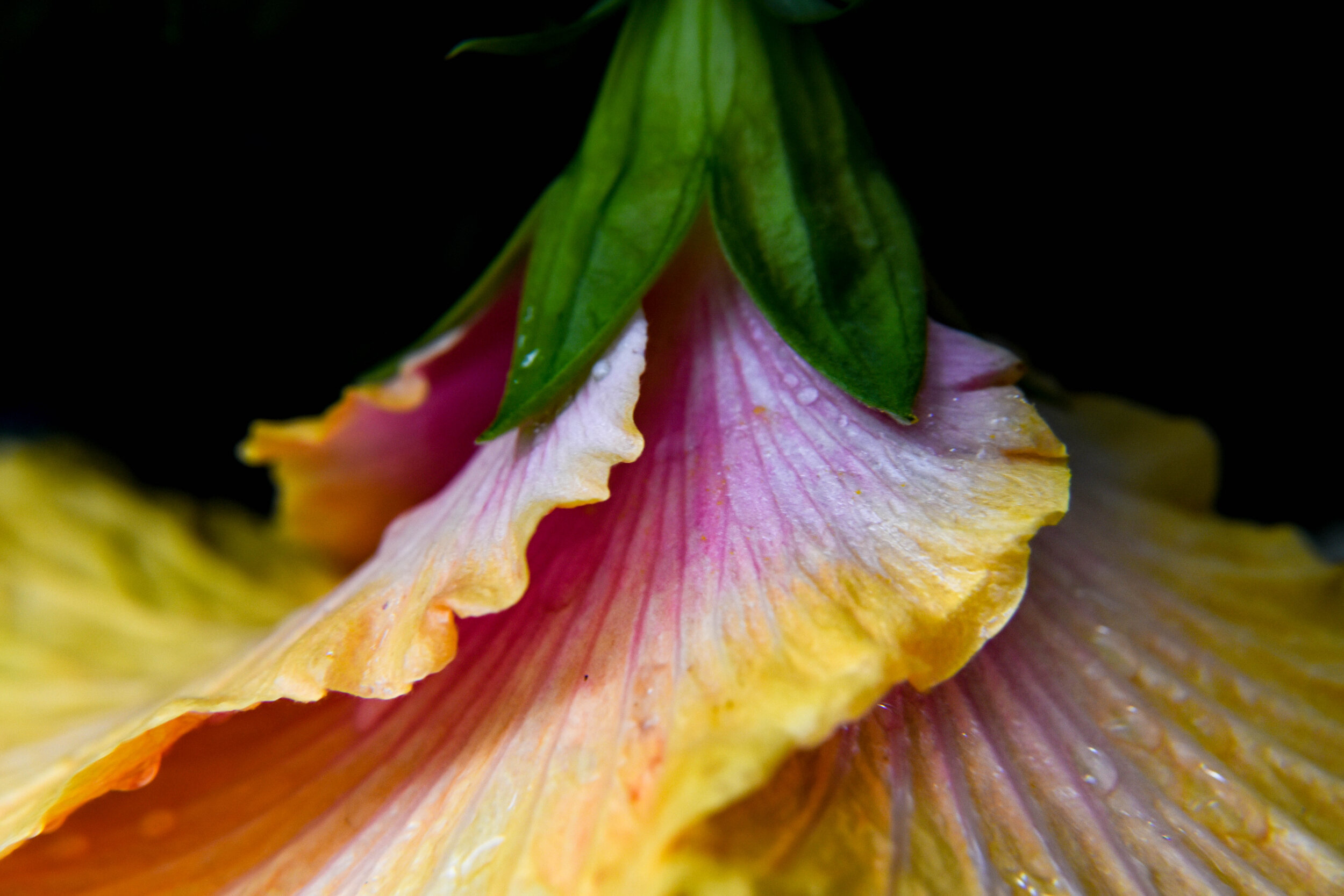 Hibiscus
