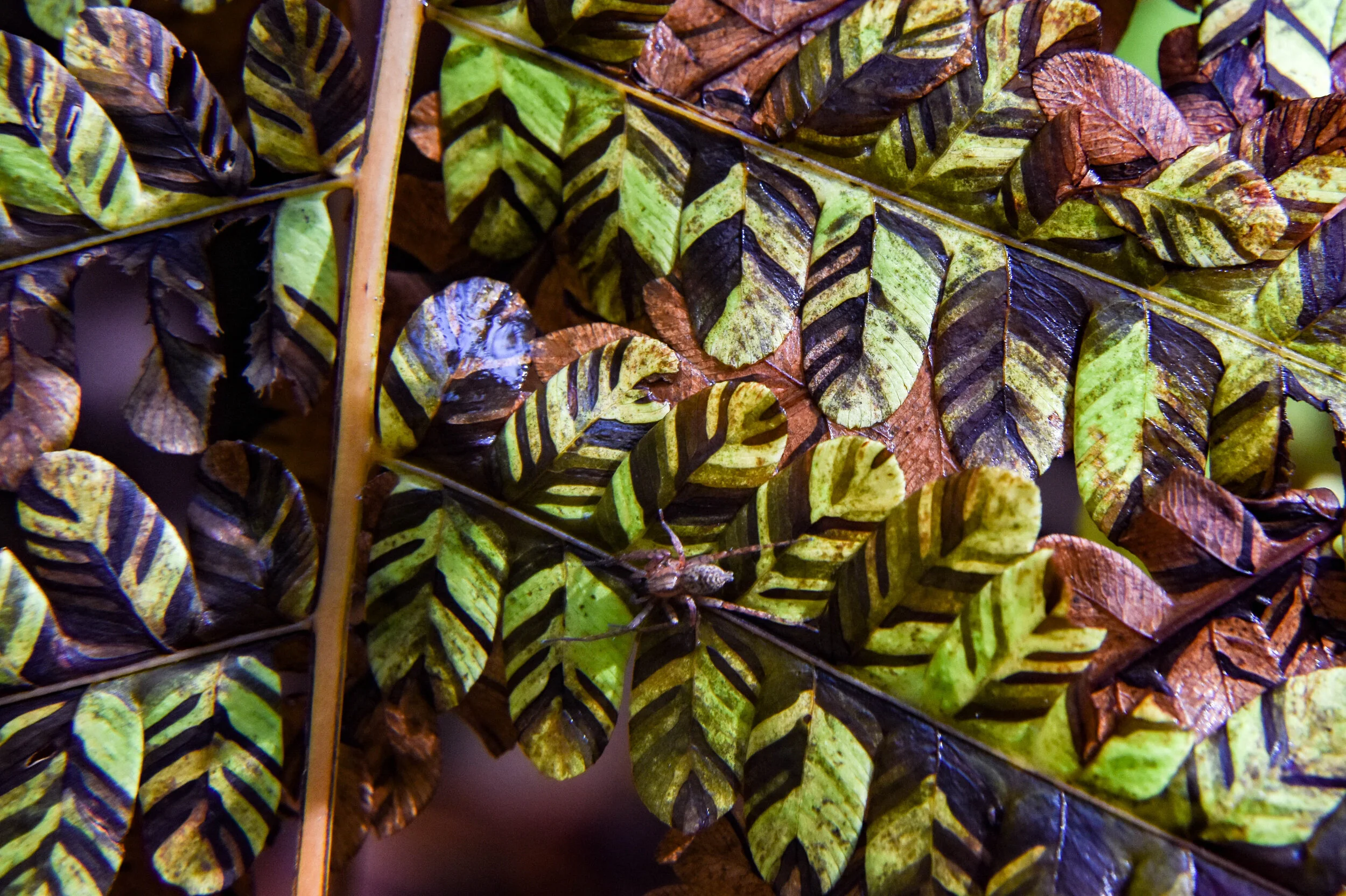 Interrupted Fern