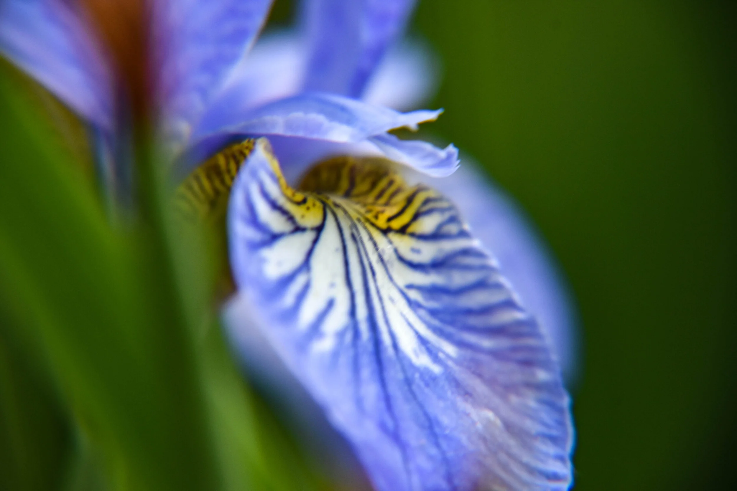 Iris