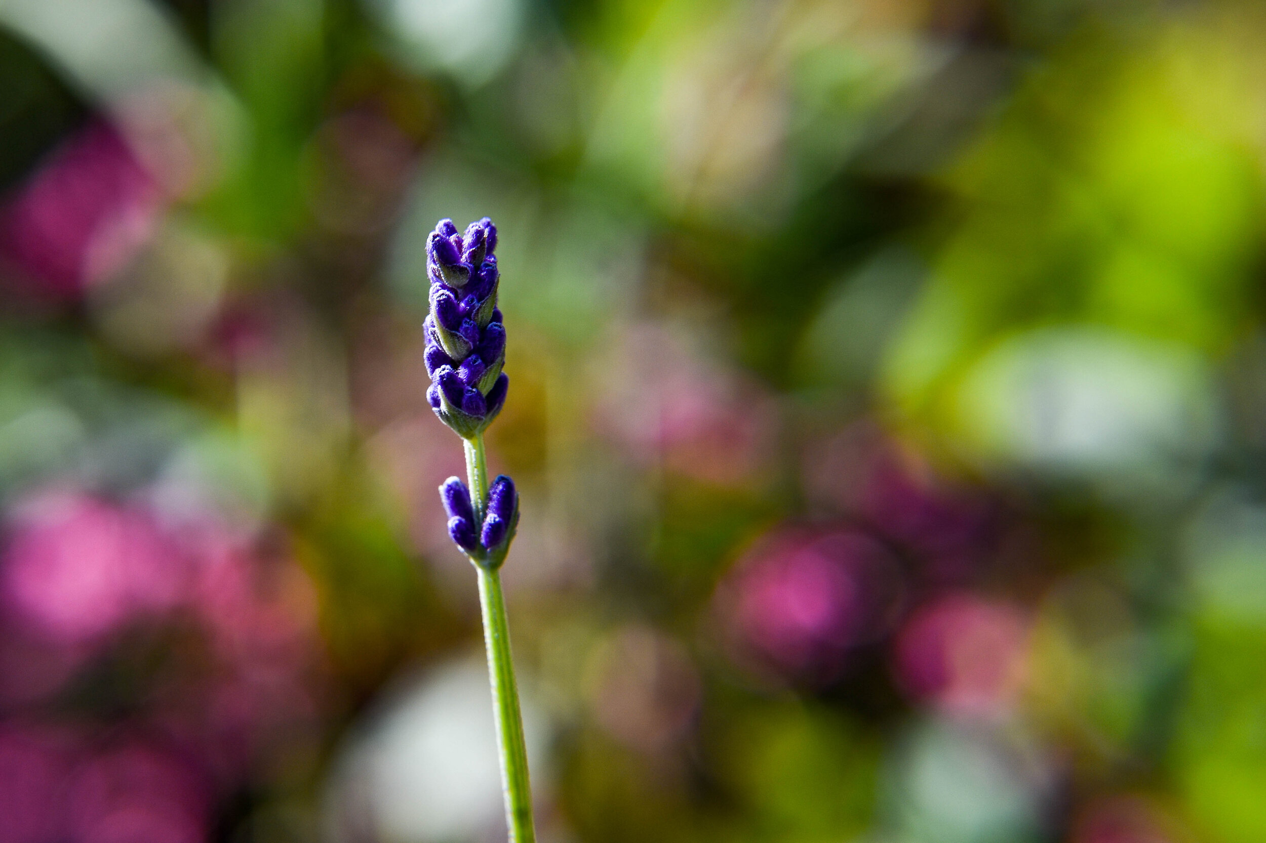 Lavender Sprig