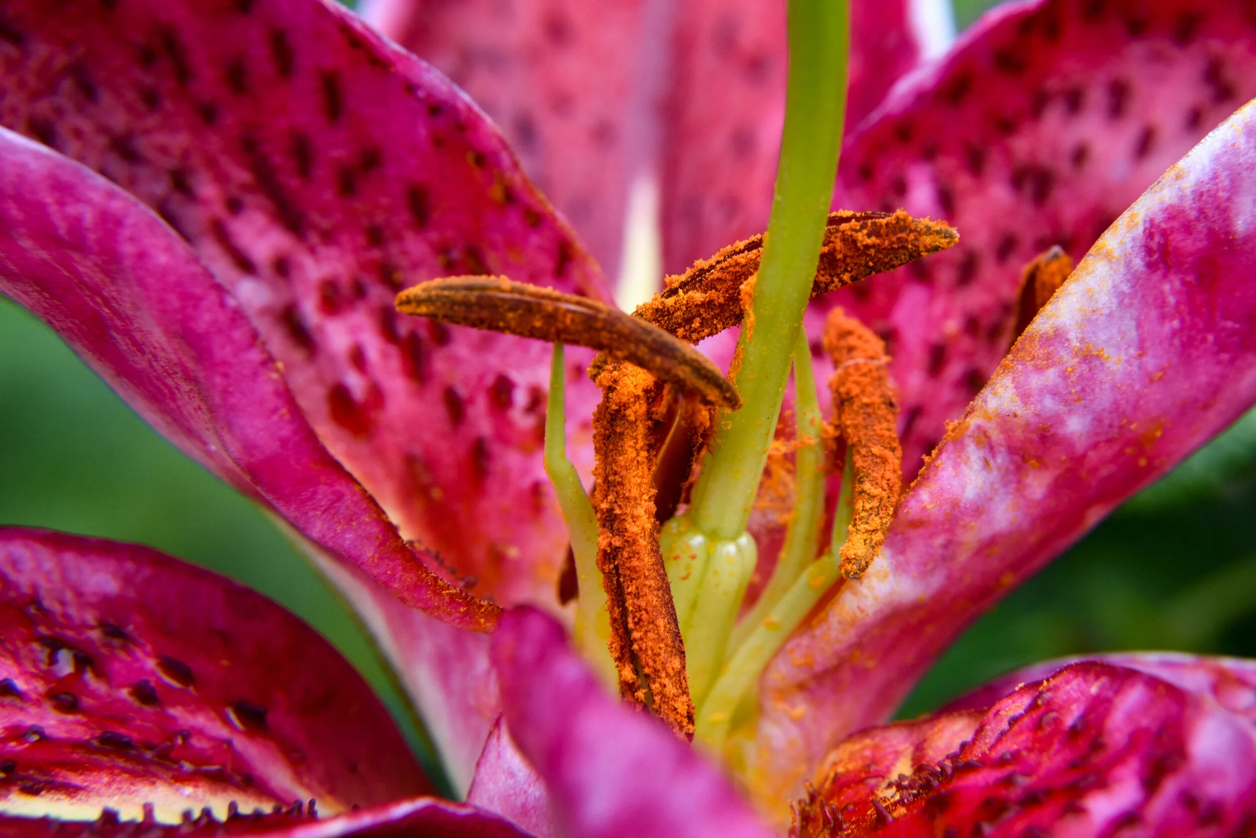 Lily Heart