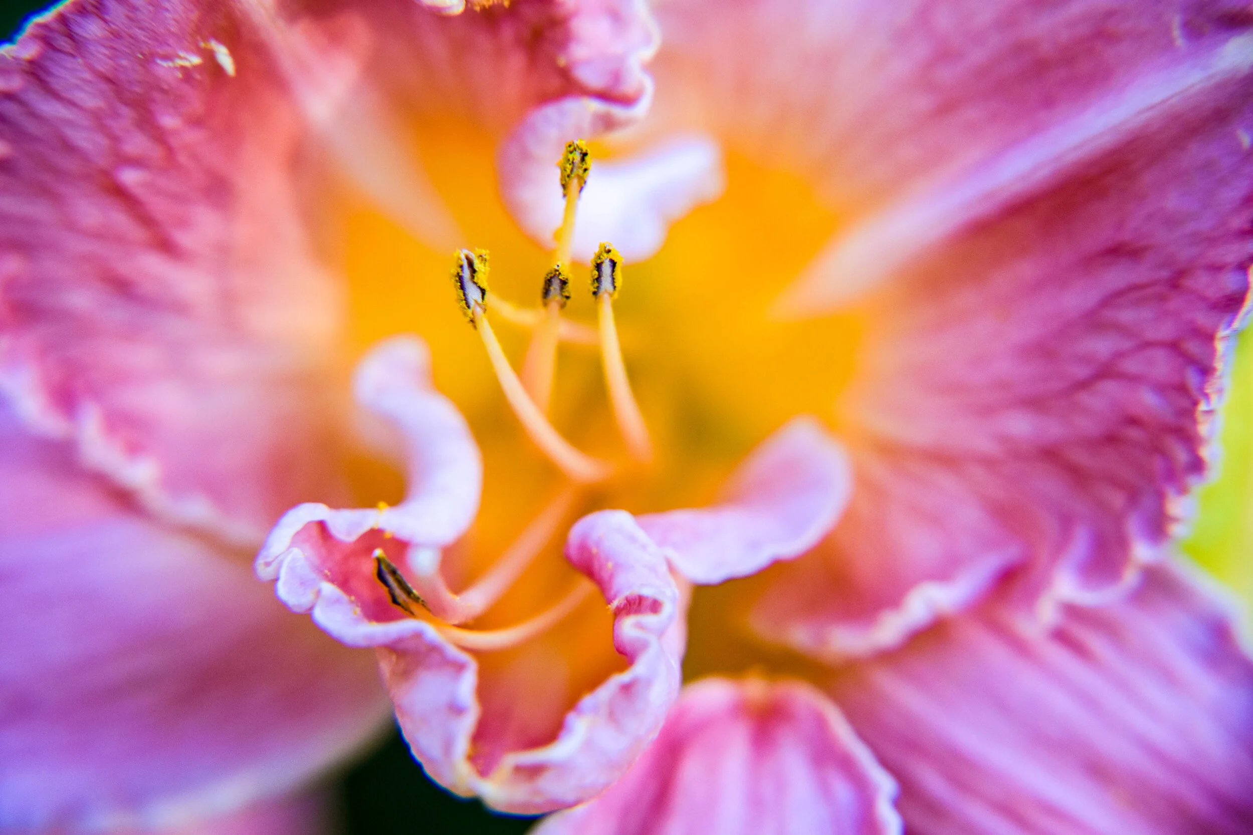 Pink Lily Dance