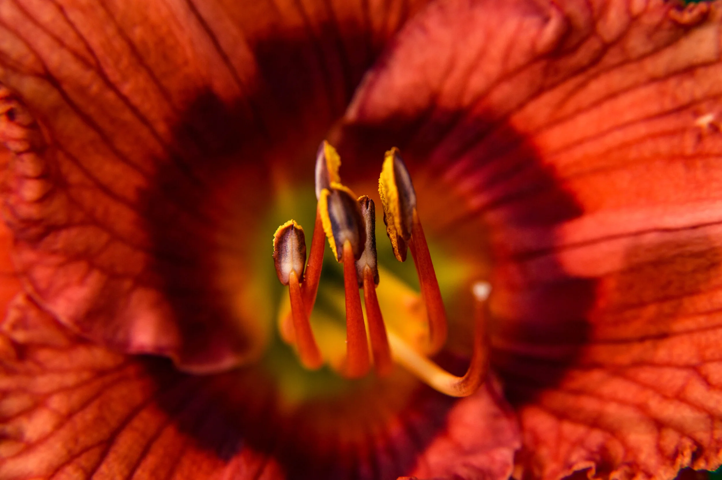 Red Lily Heart