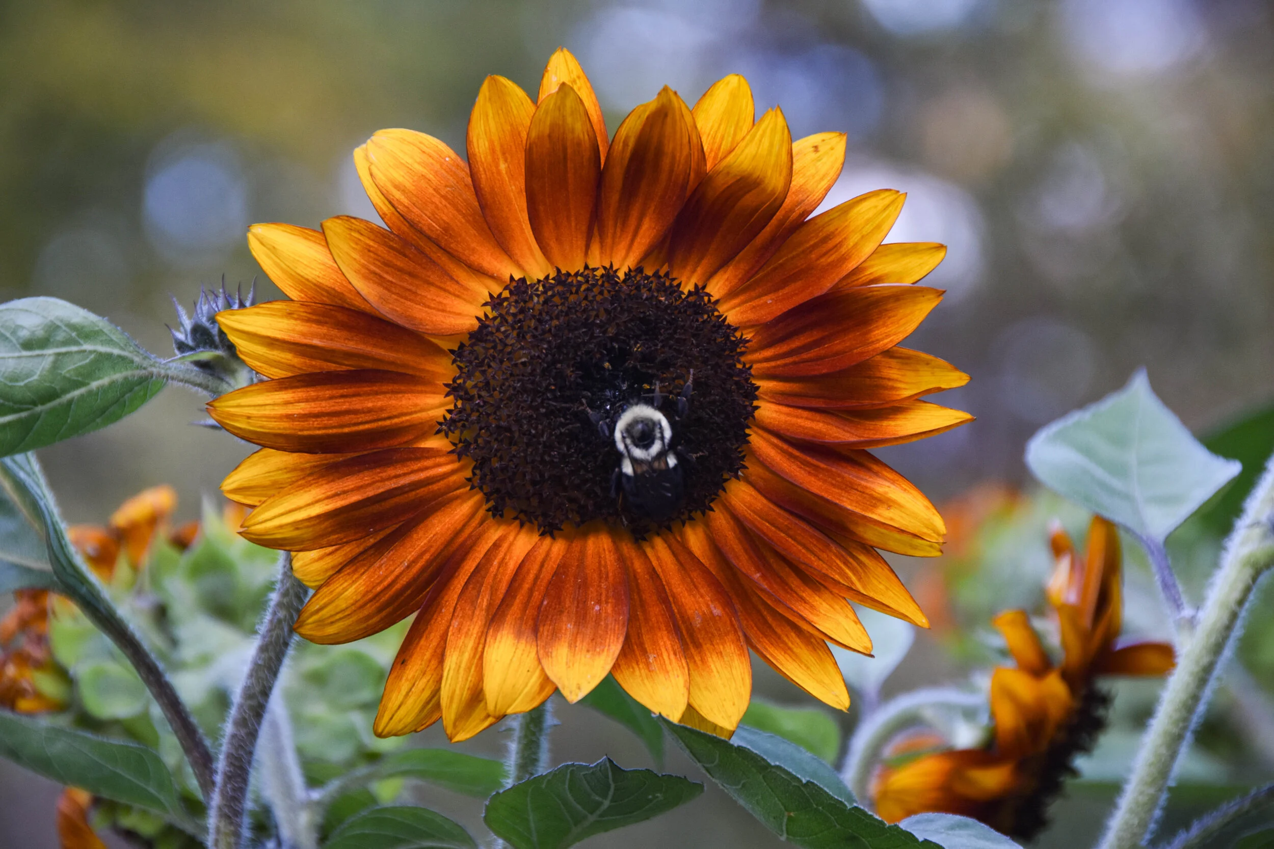 Sunflower With Bee