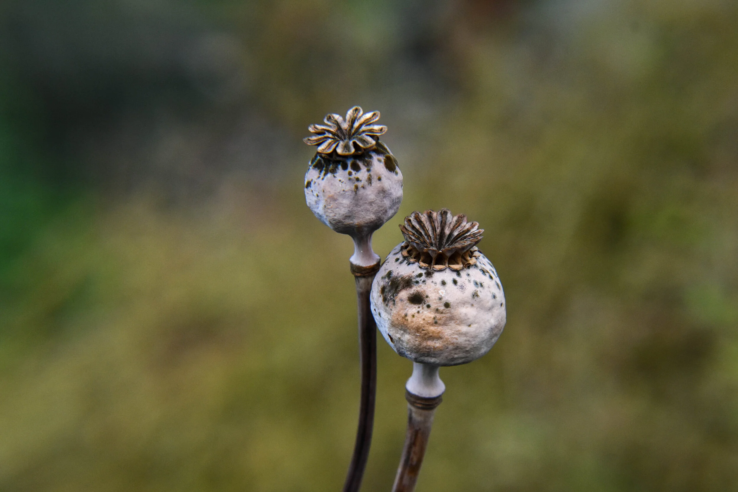 Two Poppy Pods