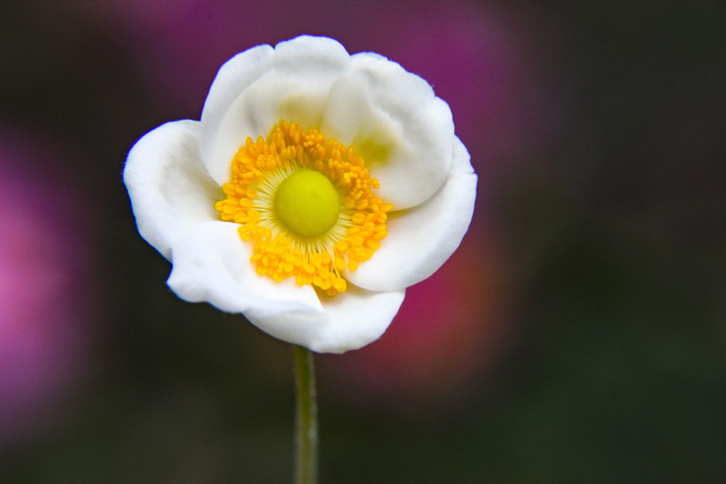 Anemone