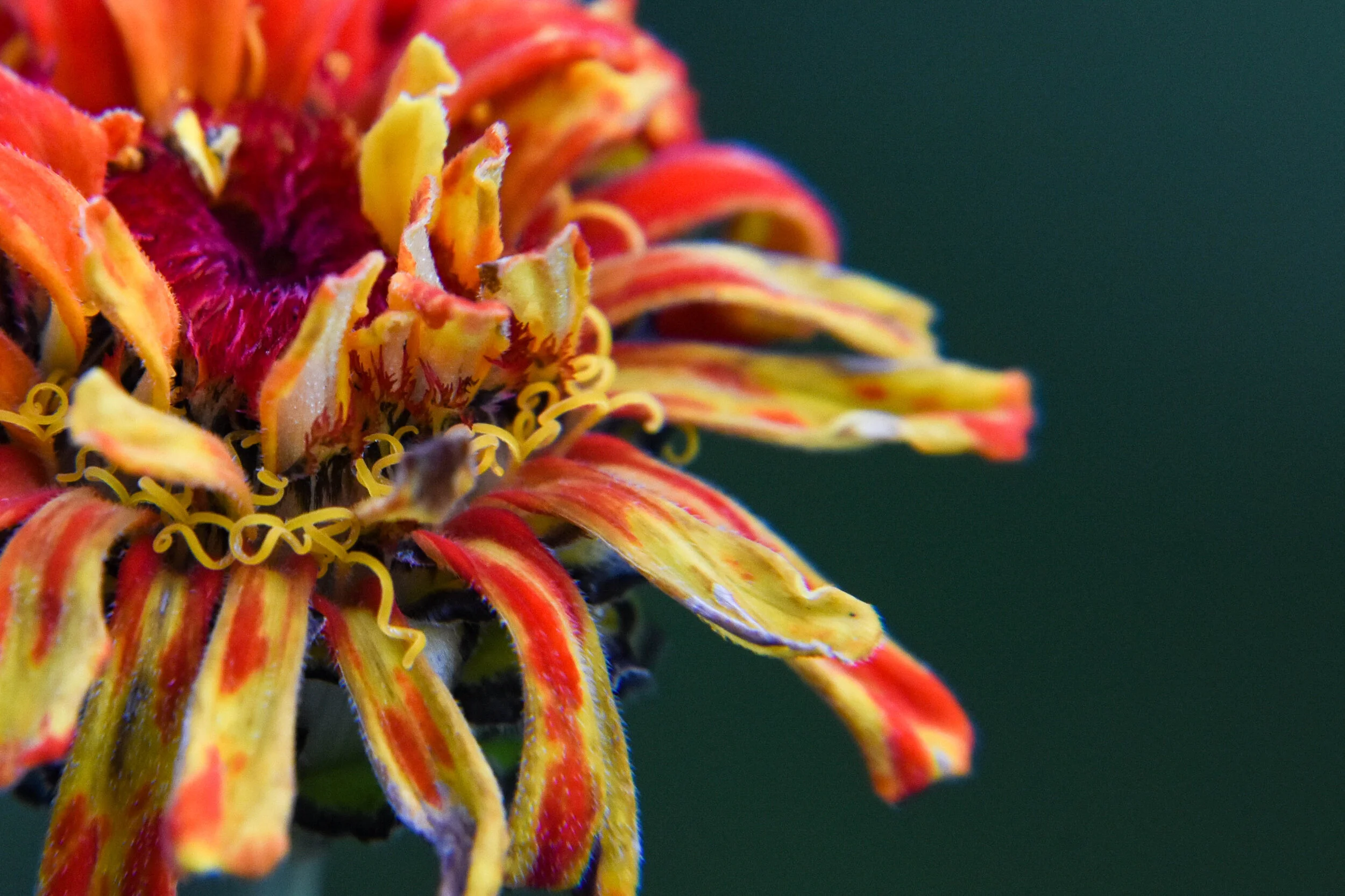 Zinnia