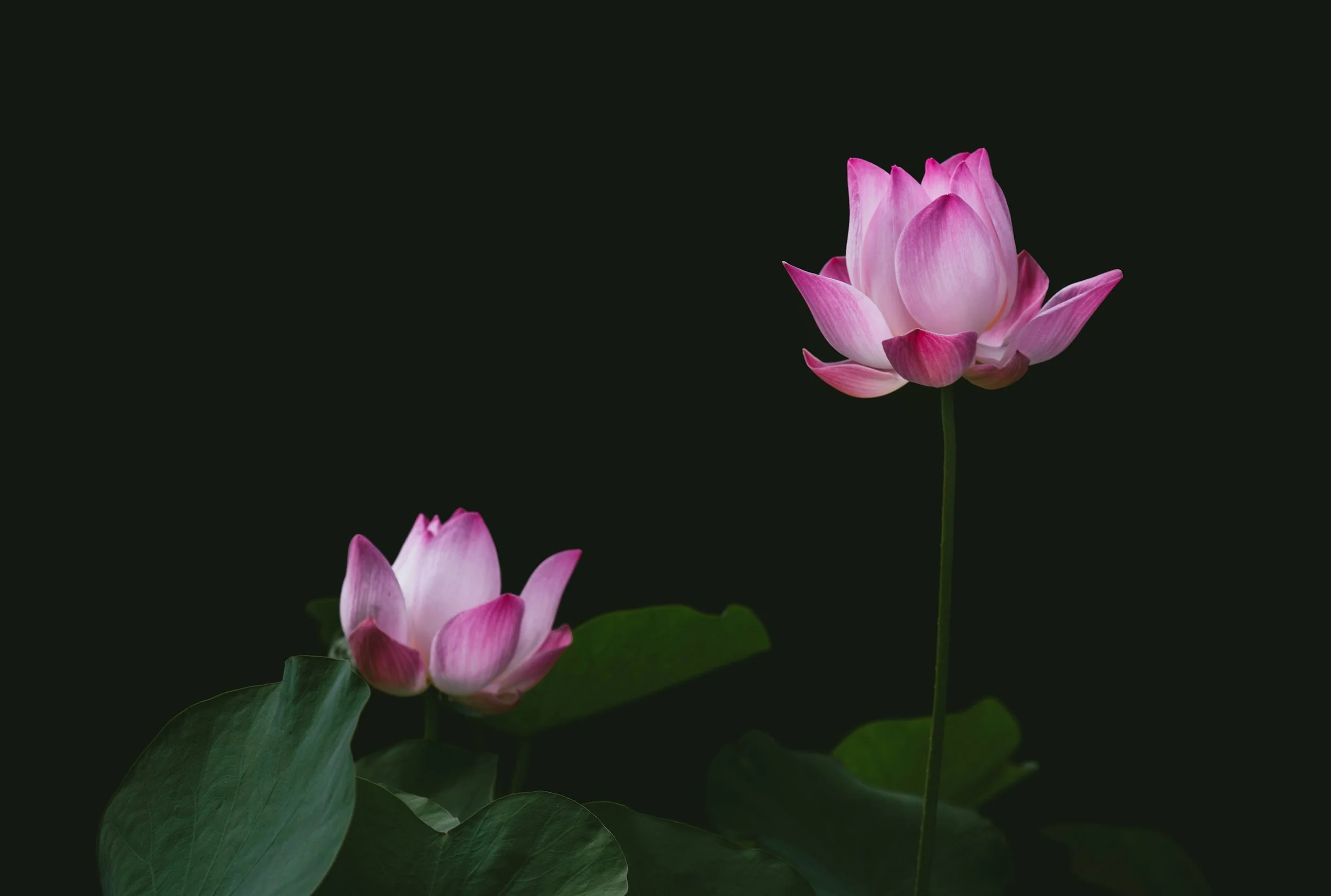 aquatic-plants-bloom-blooming-679997.jpg