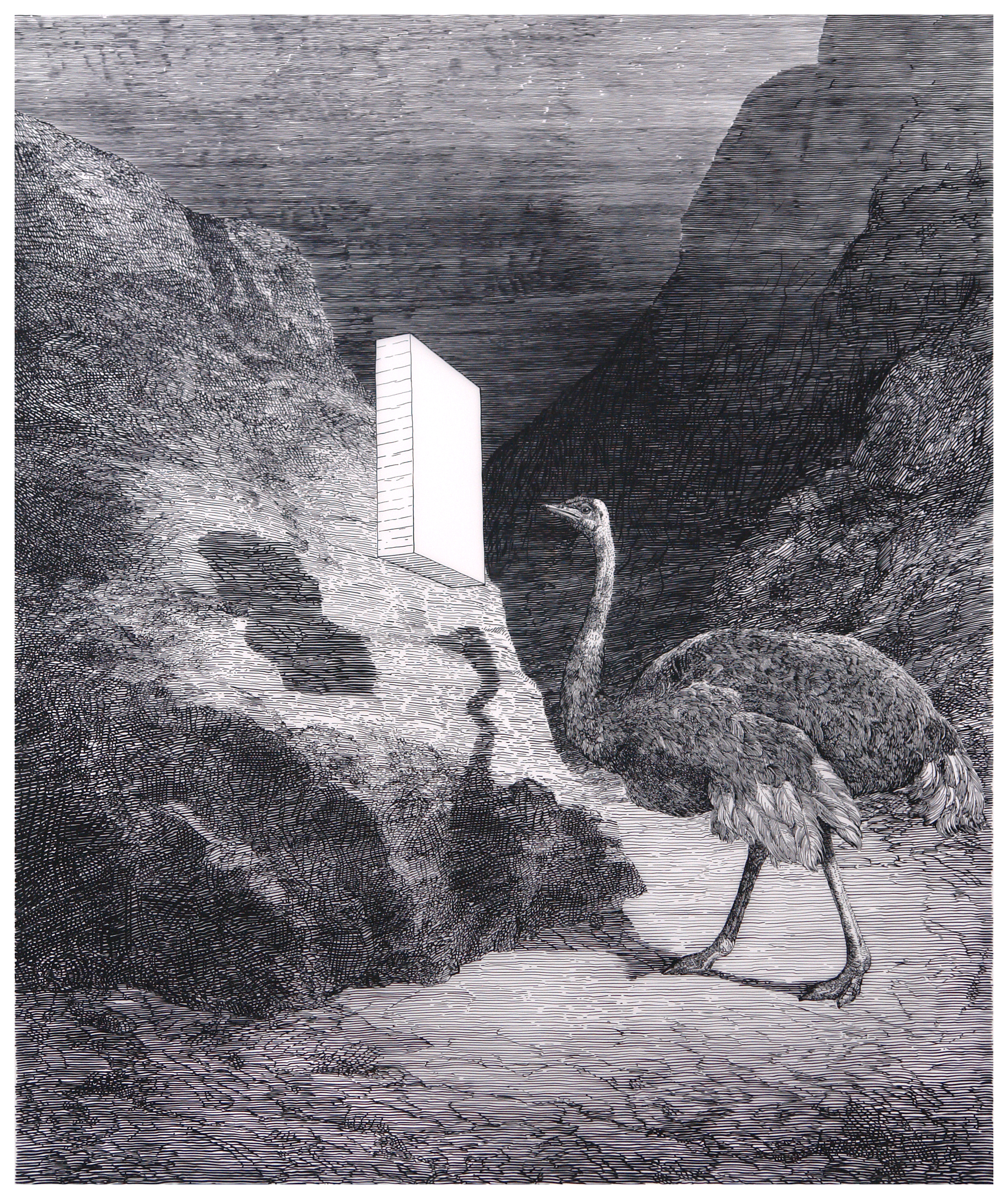 Ostrich