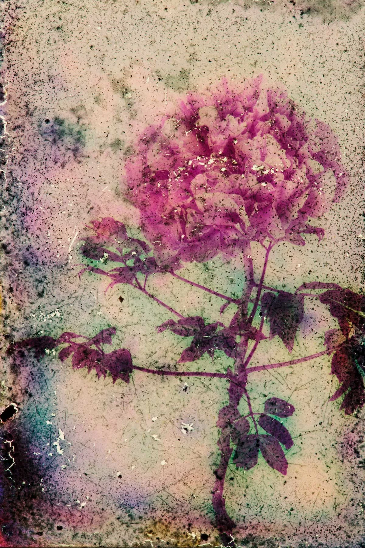 Portrait de pivoine #12