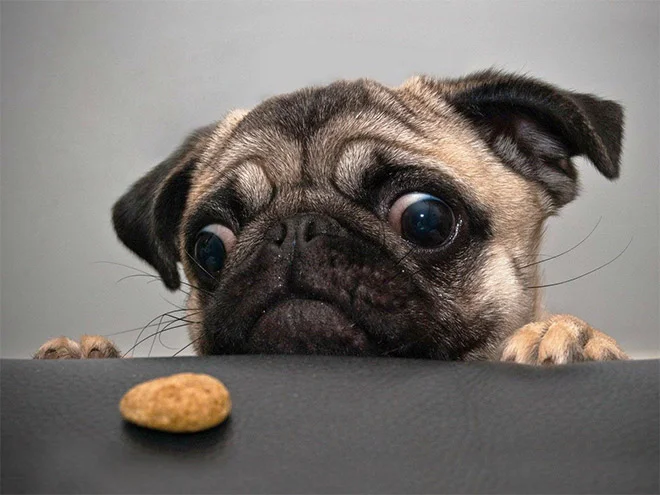 lookingfood.jpg