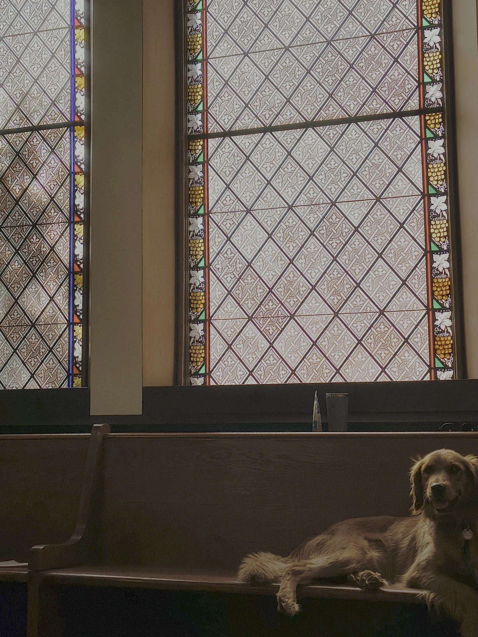 Dog on pew 2026