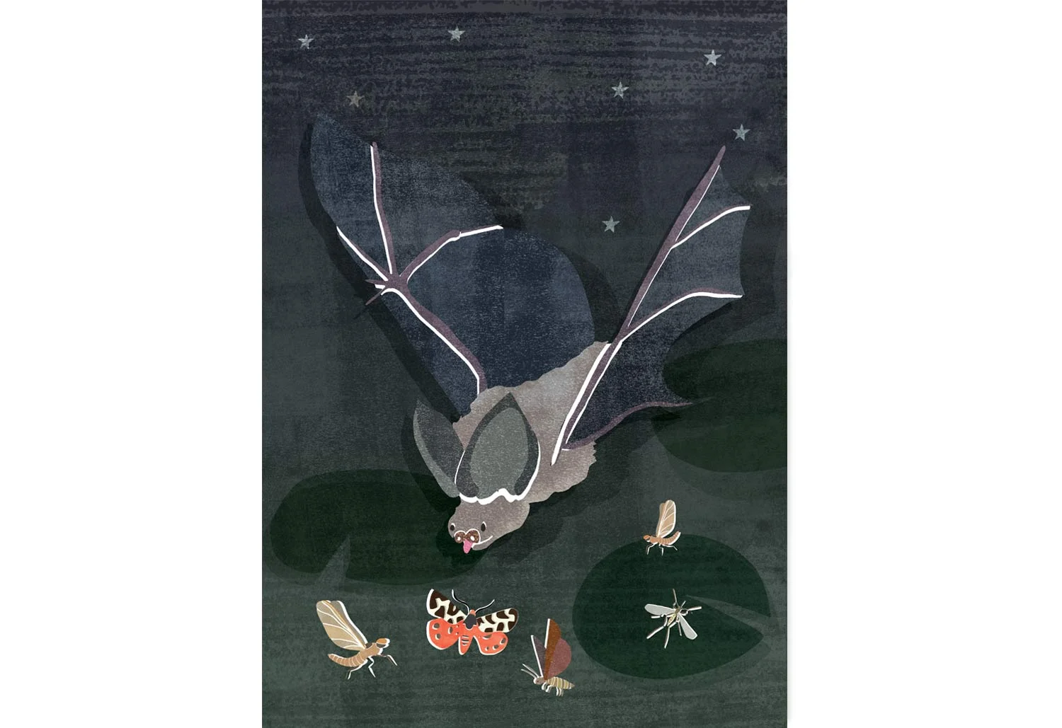 Pond-explorer-bat.jpg