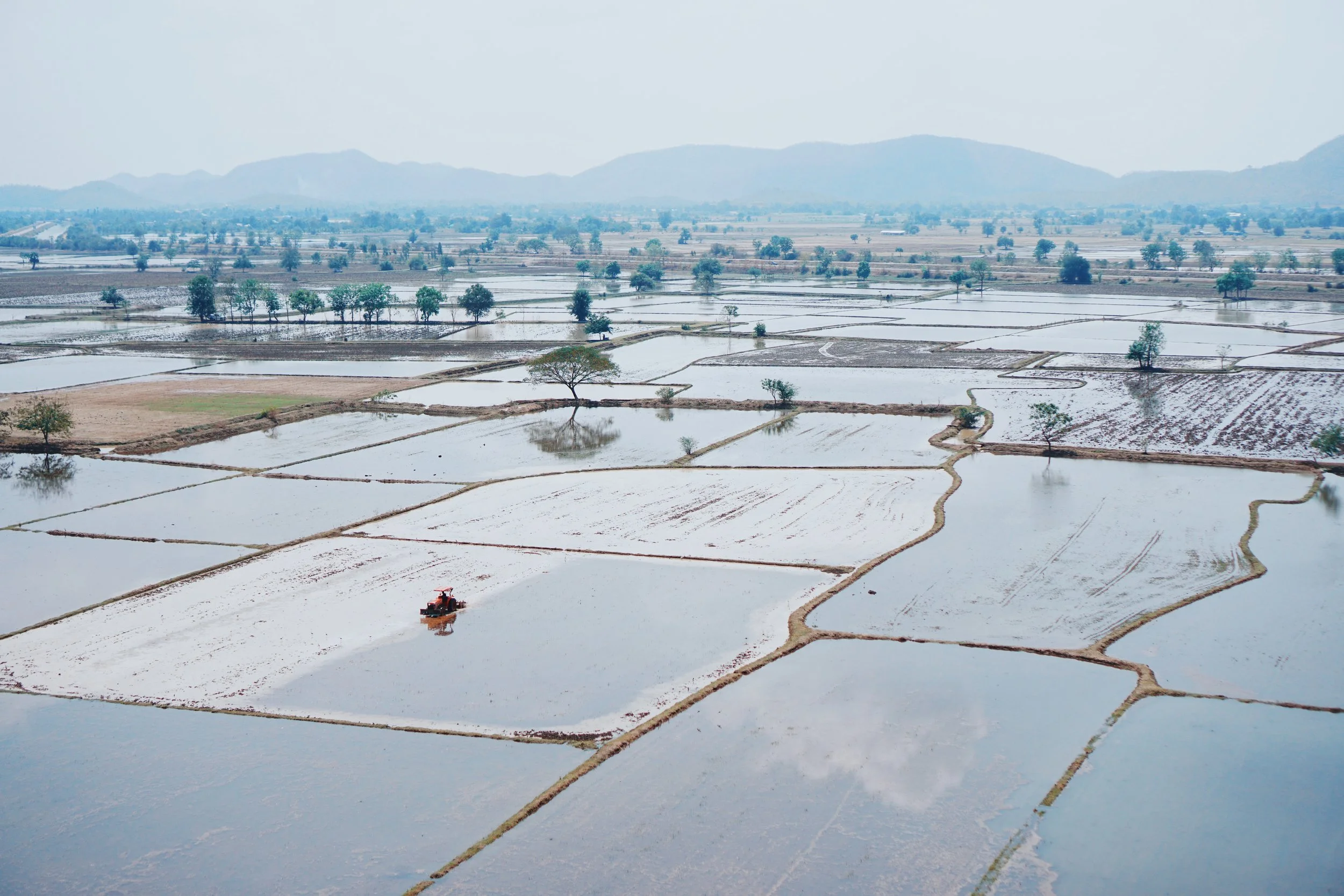 Endless paddy fields
