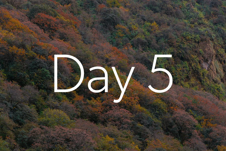 day-5.png