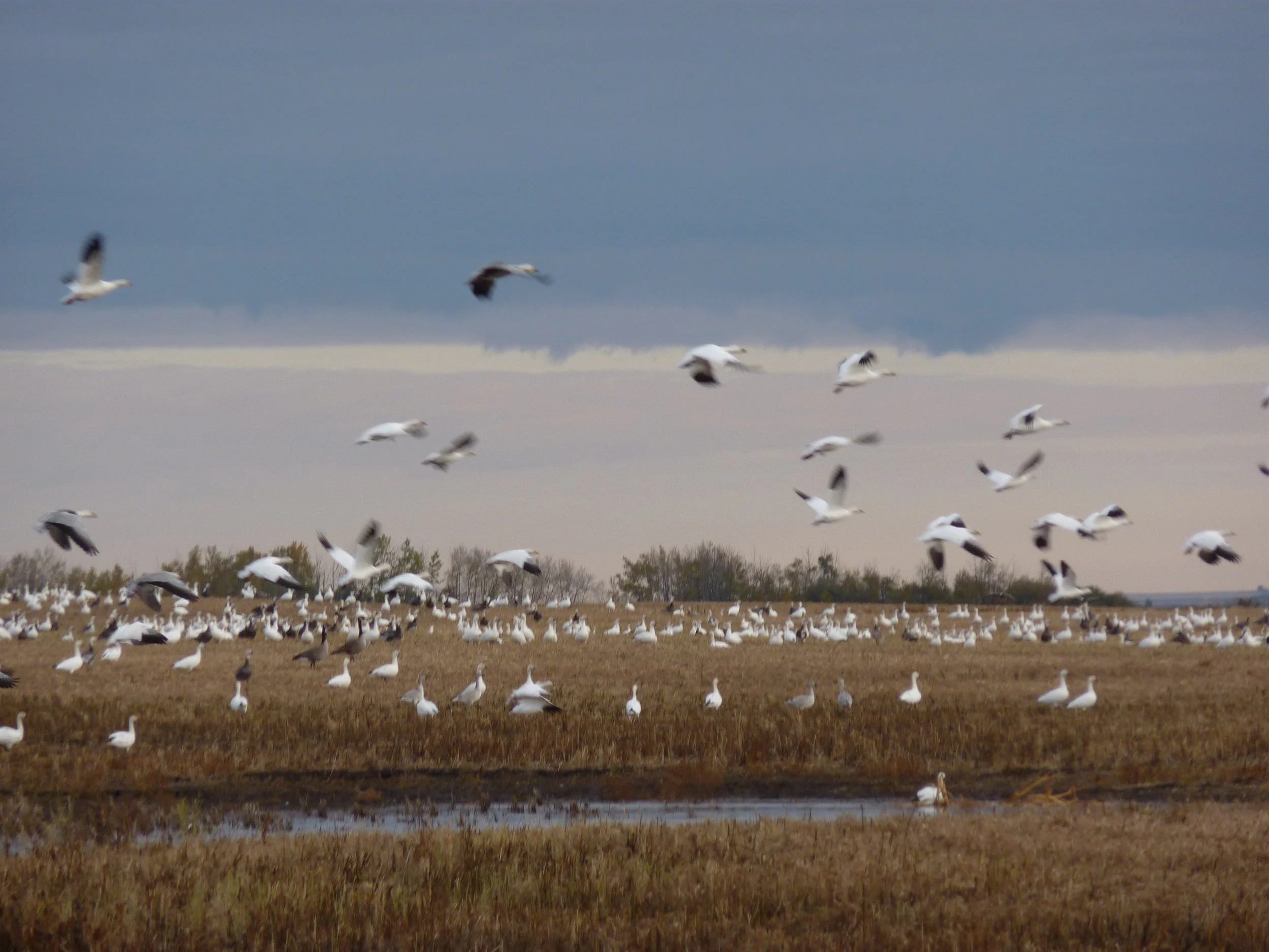 birds 2010 004.jpg