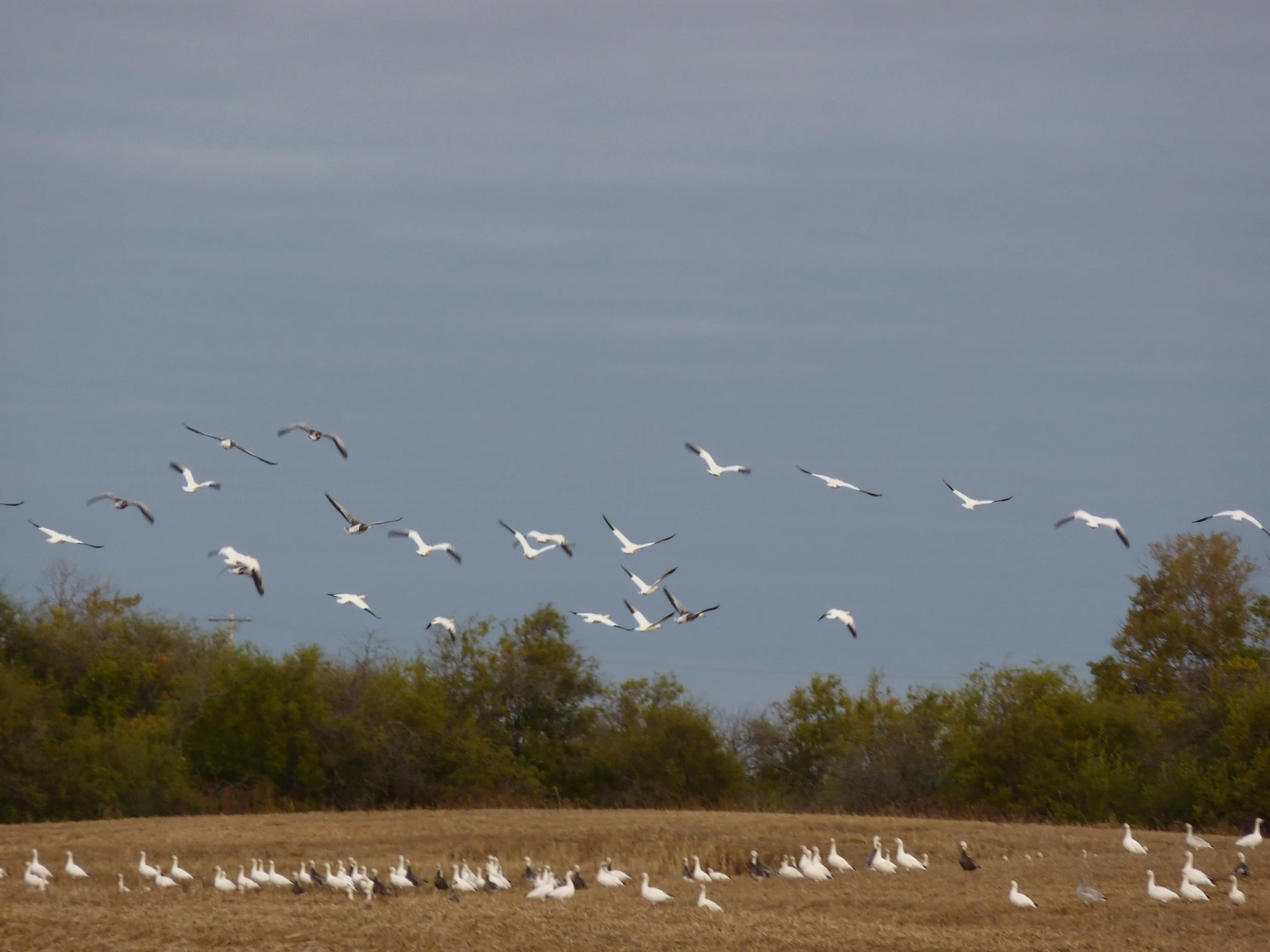 birds 2010 005.jpg