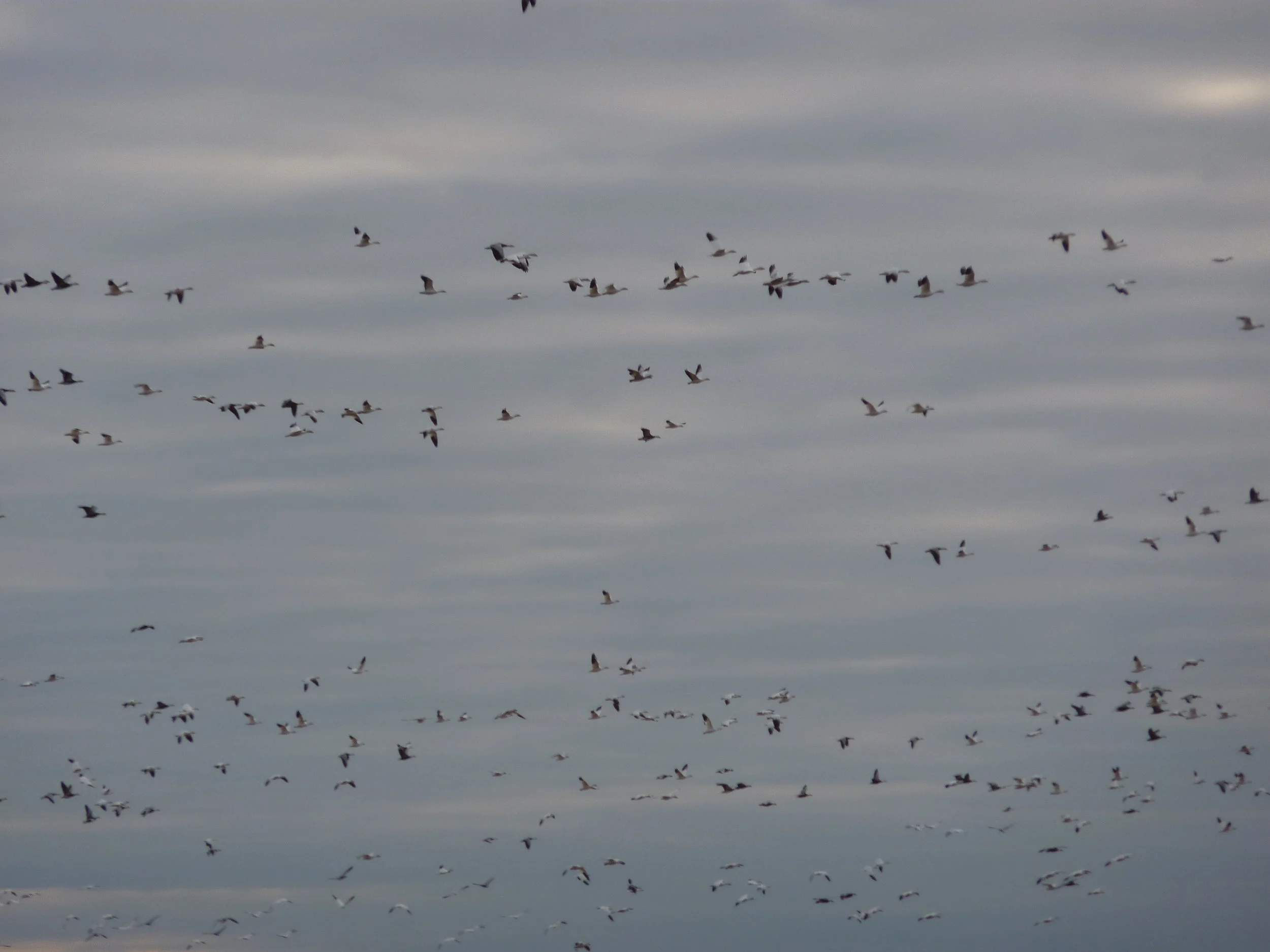 birds 2010 008.jpg