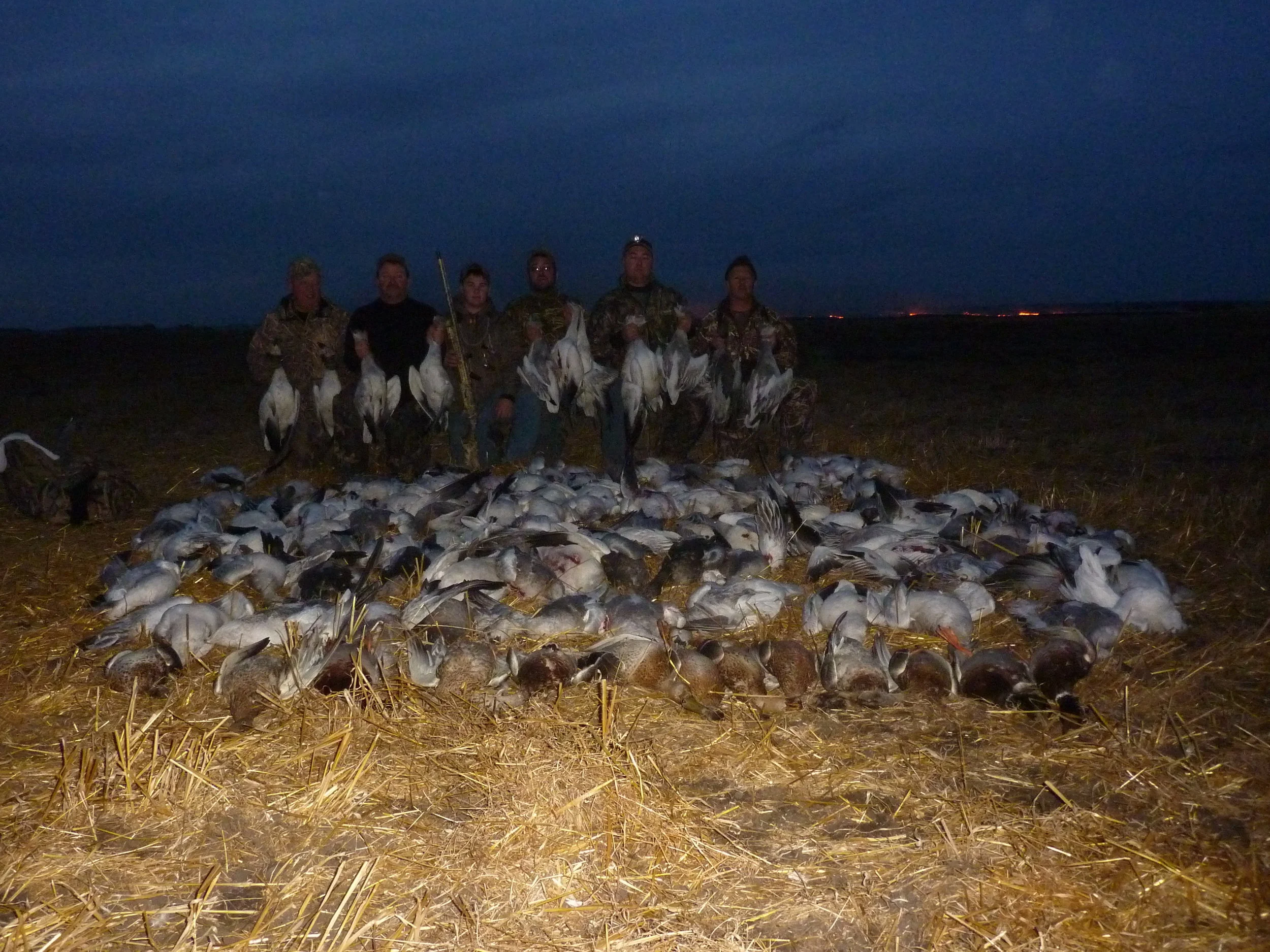 Geese 2011 027.jpg
