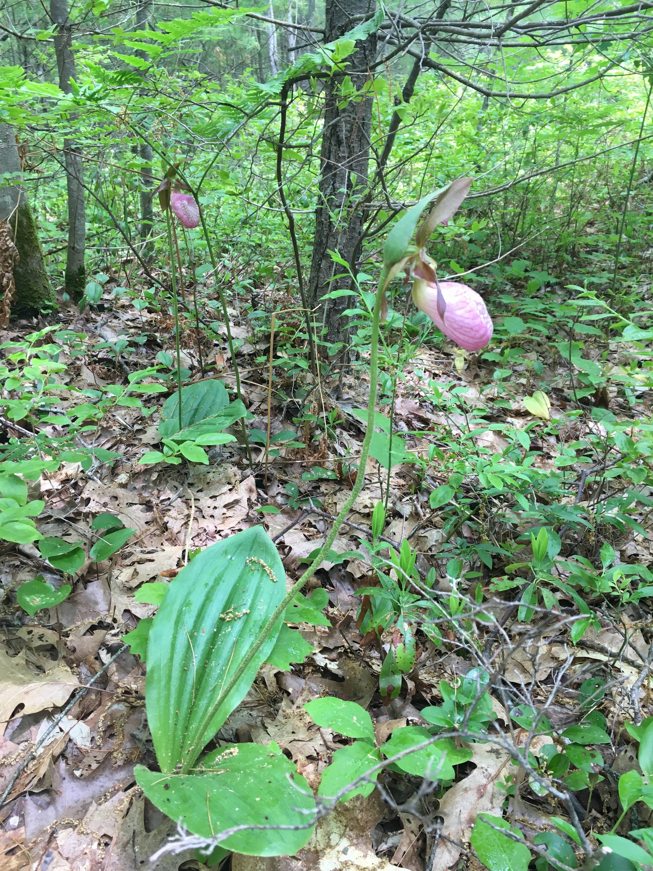 Lady Slipper JPEG.jpeg