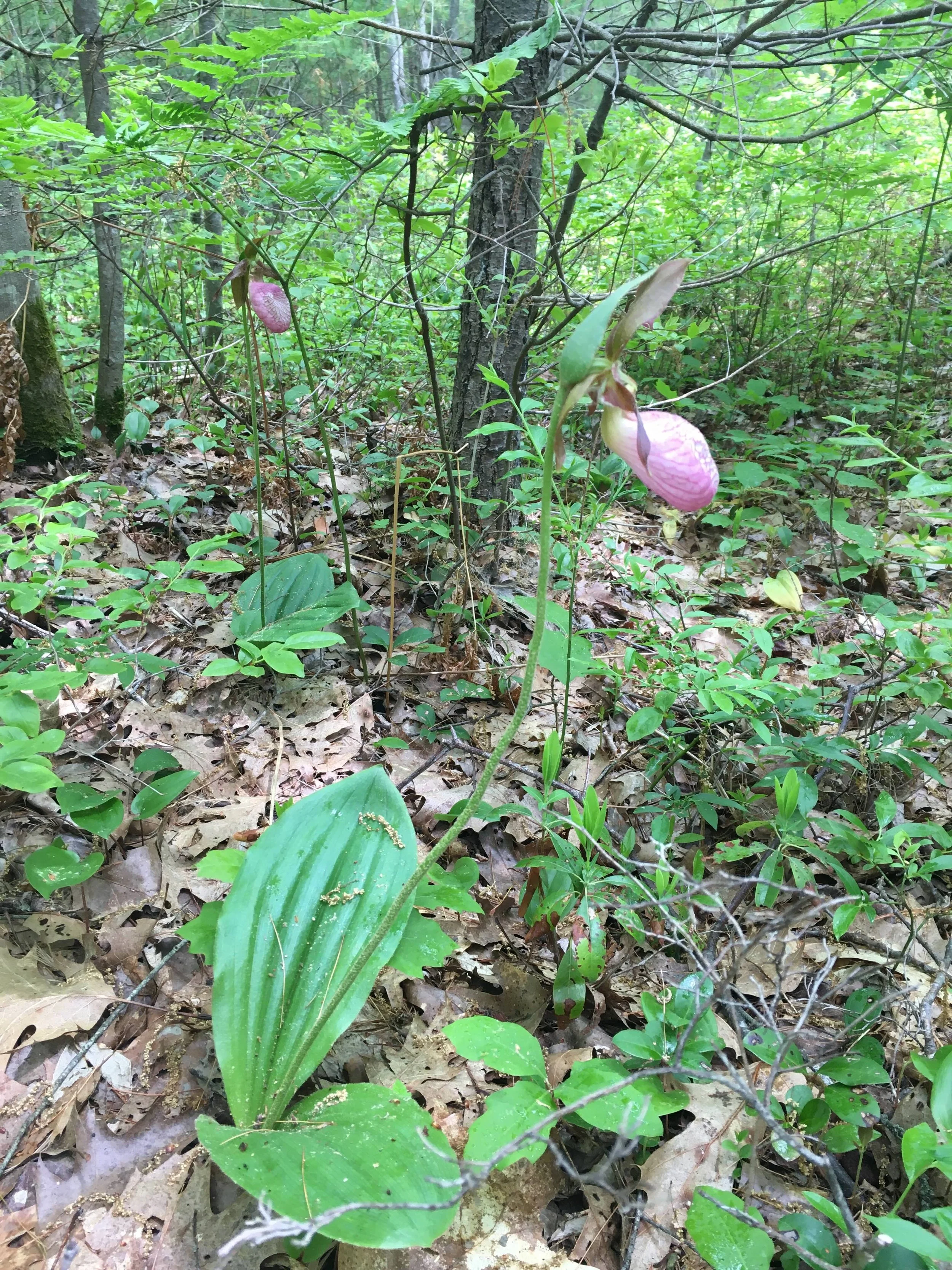 Lady Slipper JPEG.jpeg