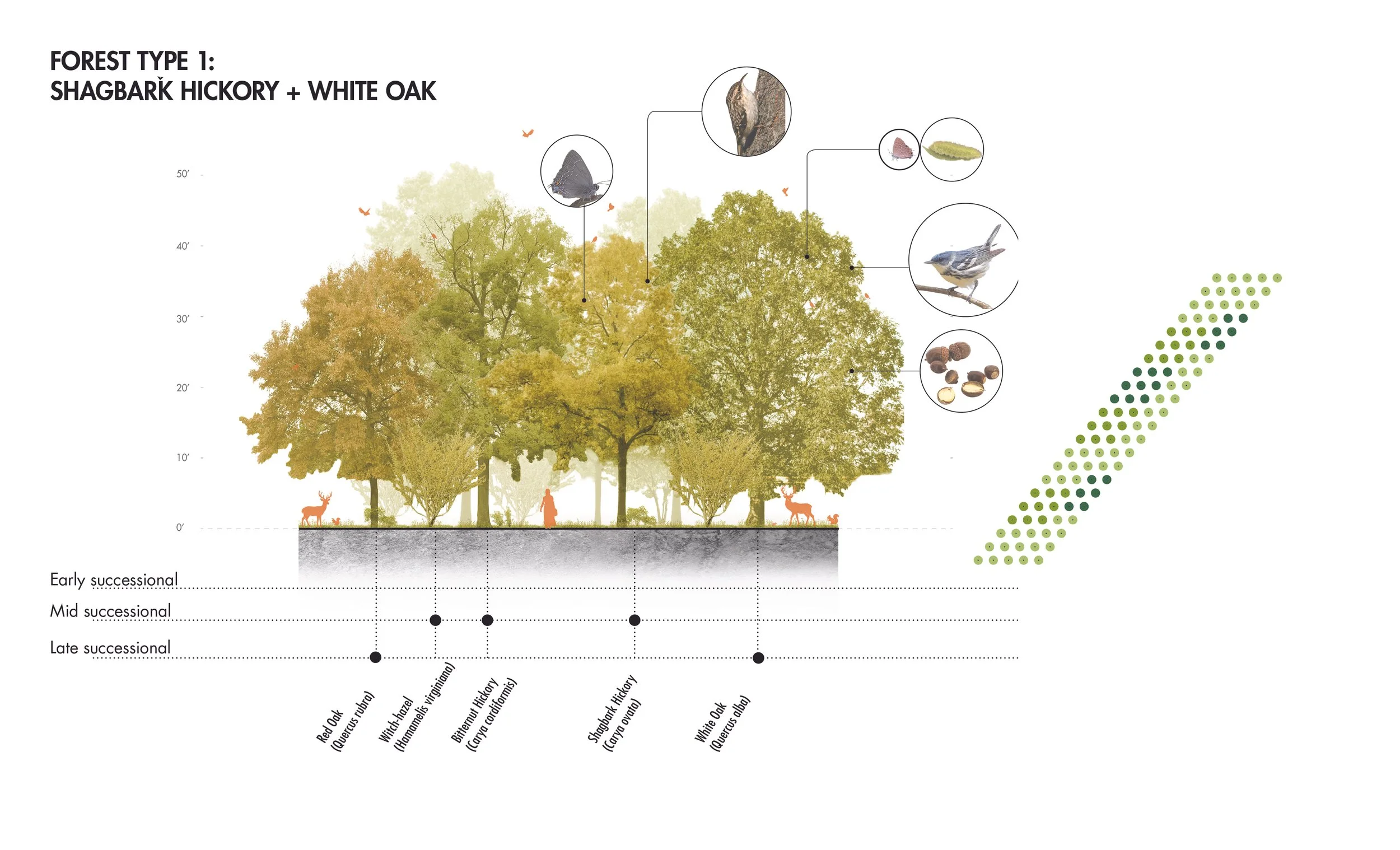 UB_forest palette diagrams.jpg