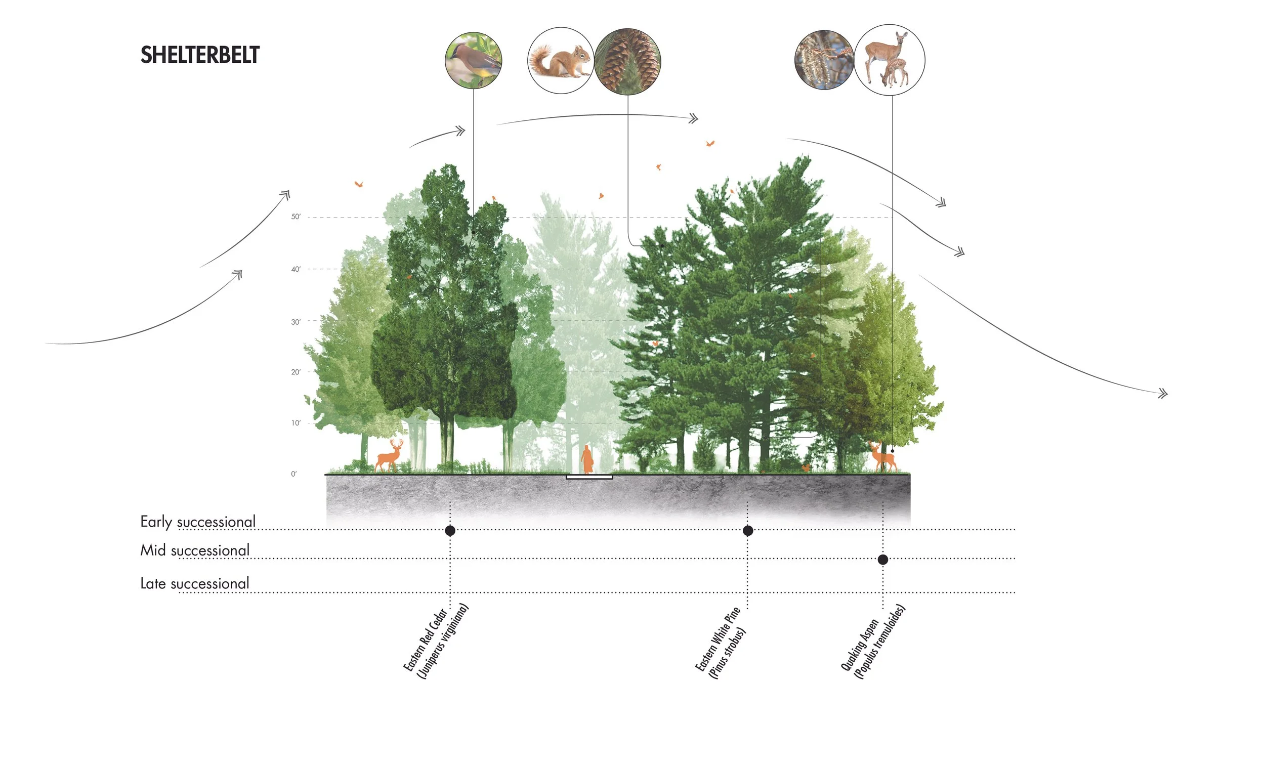 UB_forest palette diagrams4.jpg