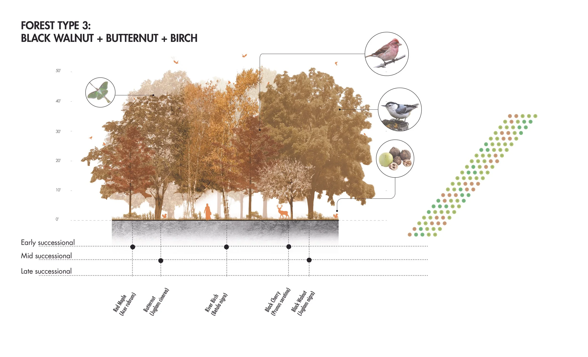 UB_forest palette diagrams3.jpg