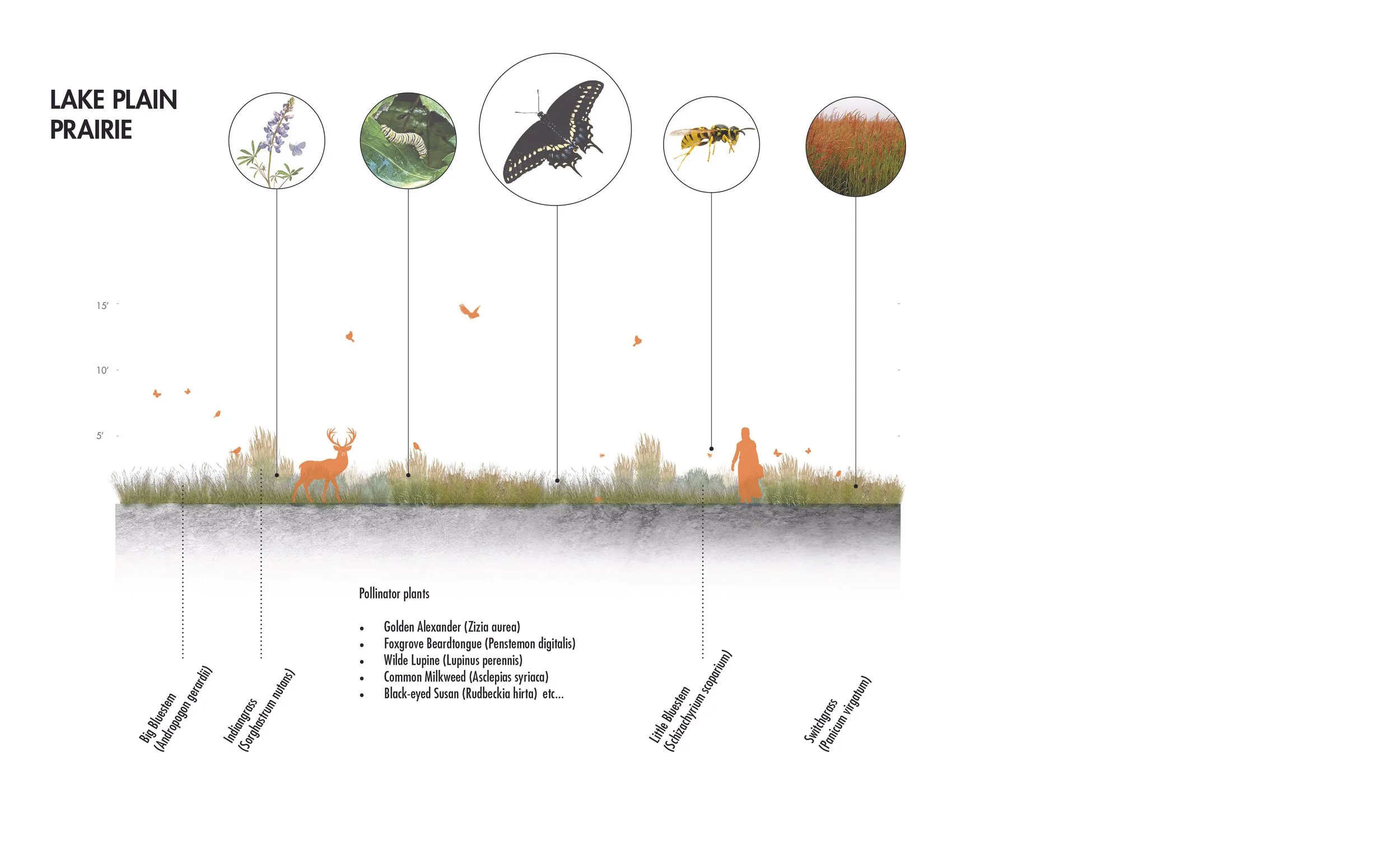 UB_forest palette diagrams5.jpg