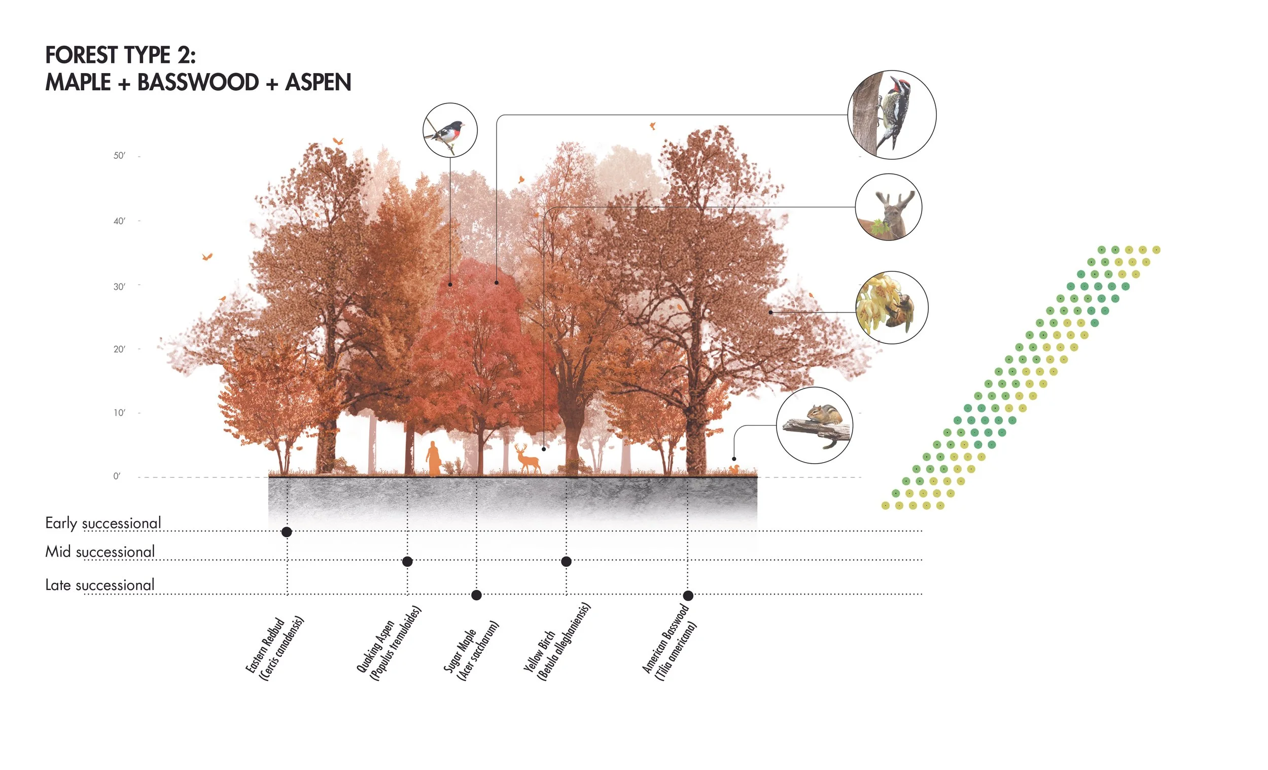 UB_forest palette diagrams2.jpg