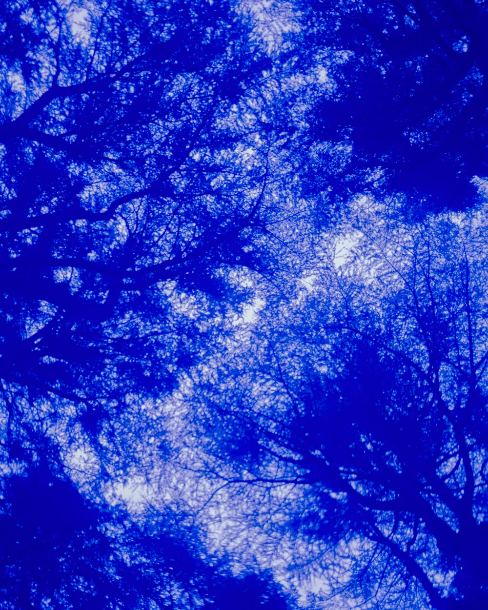Forest I, 2017