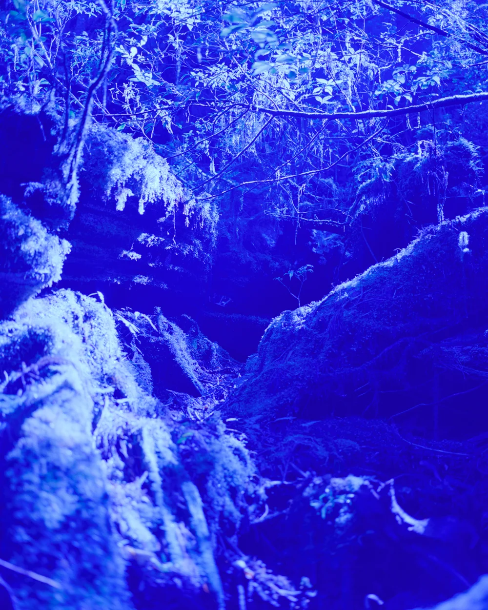 Forest II, 2017