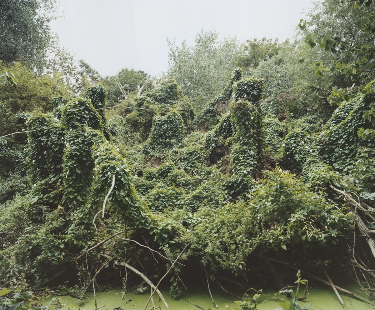 Summer Spider Tree.jpg