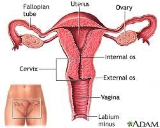 Abnormal Pap Smear Means