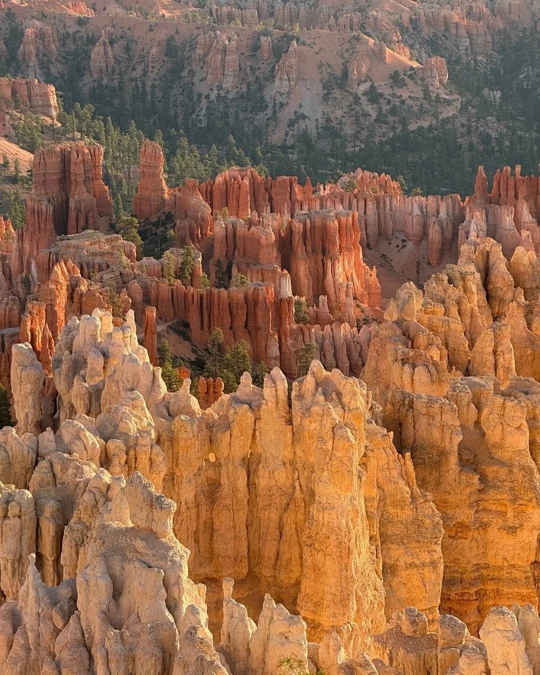 Hoodoos in the morning light #brycecanyon #backroadstravel