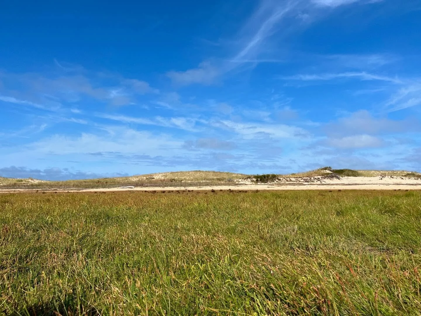 Gorgeous day birding with Mass Audubon at Hatches Harbor and Race Point Beach. Check out the multi colored sea pickle- the vegetation on the marsh. #massaudubon #wellfleetbaywildlifesanctuary #racepointbeach #provincetown