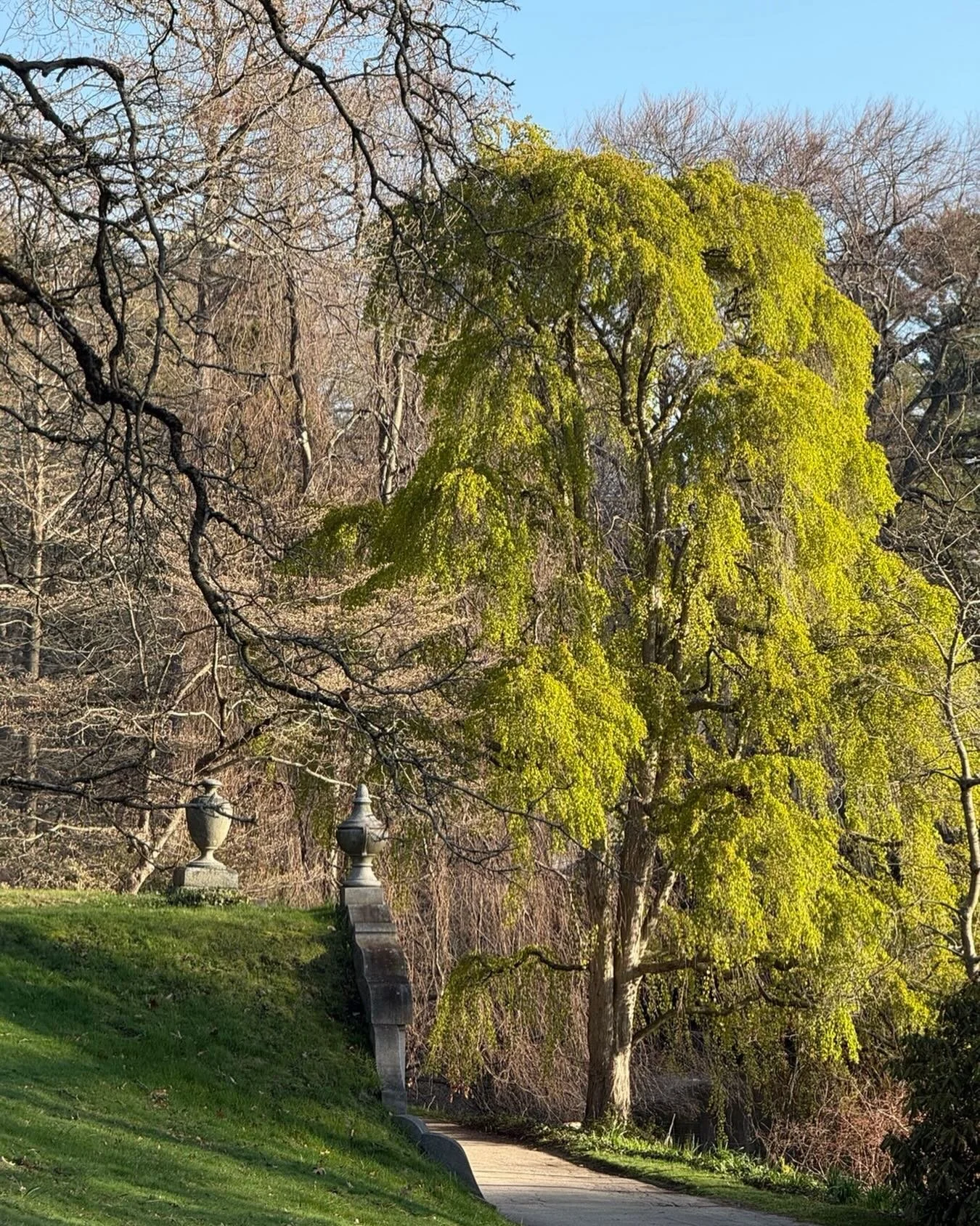 The gorgeous green of spring- early at Mt Auburn Cemetery looking for warblers. @mountauburncemetery #brooklinebirdclub #menotomybirdclub