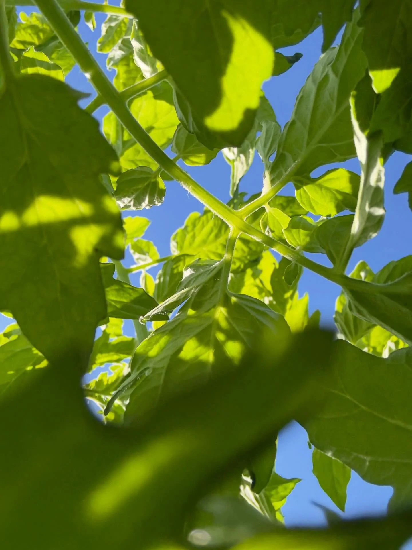 Growing season is right around the corner! These baby plants are starting their reach to the sky! @lexingtoncommunityfarm #lexingtoncommunityfarm #lexingtonma #arlingtonreservoir
