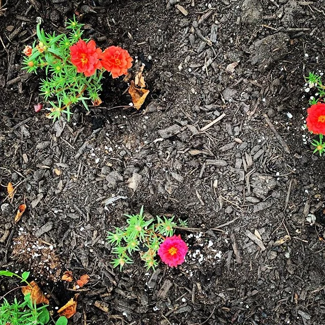 #happyJuly 
The succulents are happy and the dahlias are sprouting even in this July heat! 
Work day coming up this Saturday. Message us if you&rsquo;re interested.