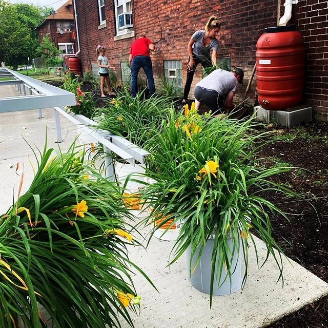The inspiration behind sleep + creep + leap, right here folks! These plants will multiply, equipping us to duplicate the entire garden, in the next 3 years!

@chrisosmore splitting his first plants!
My little friend Lily planting rue in our butterfly