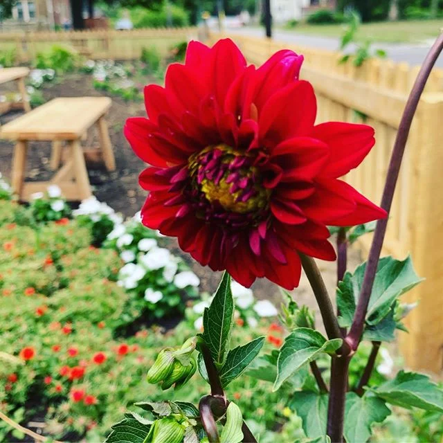 Our first #dahlia is blooming! And it&rsquo;s red &mdash; the color of respect &bull; courage &bull; strength &bull; love ❤️ When given as a gift dahlia&rsquo;s represent #dignityandelegance 
This is everything #thereconciliationtable represents!