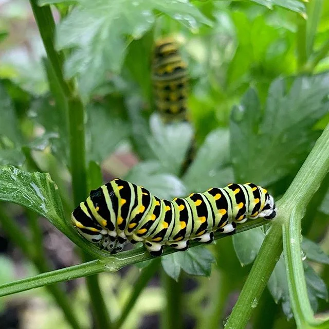 These happy little guys are chomping away in our garden, harvesting and growing! #blackswallowtailcaterpillar