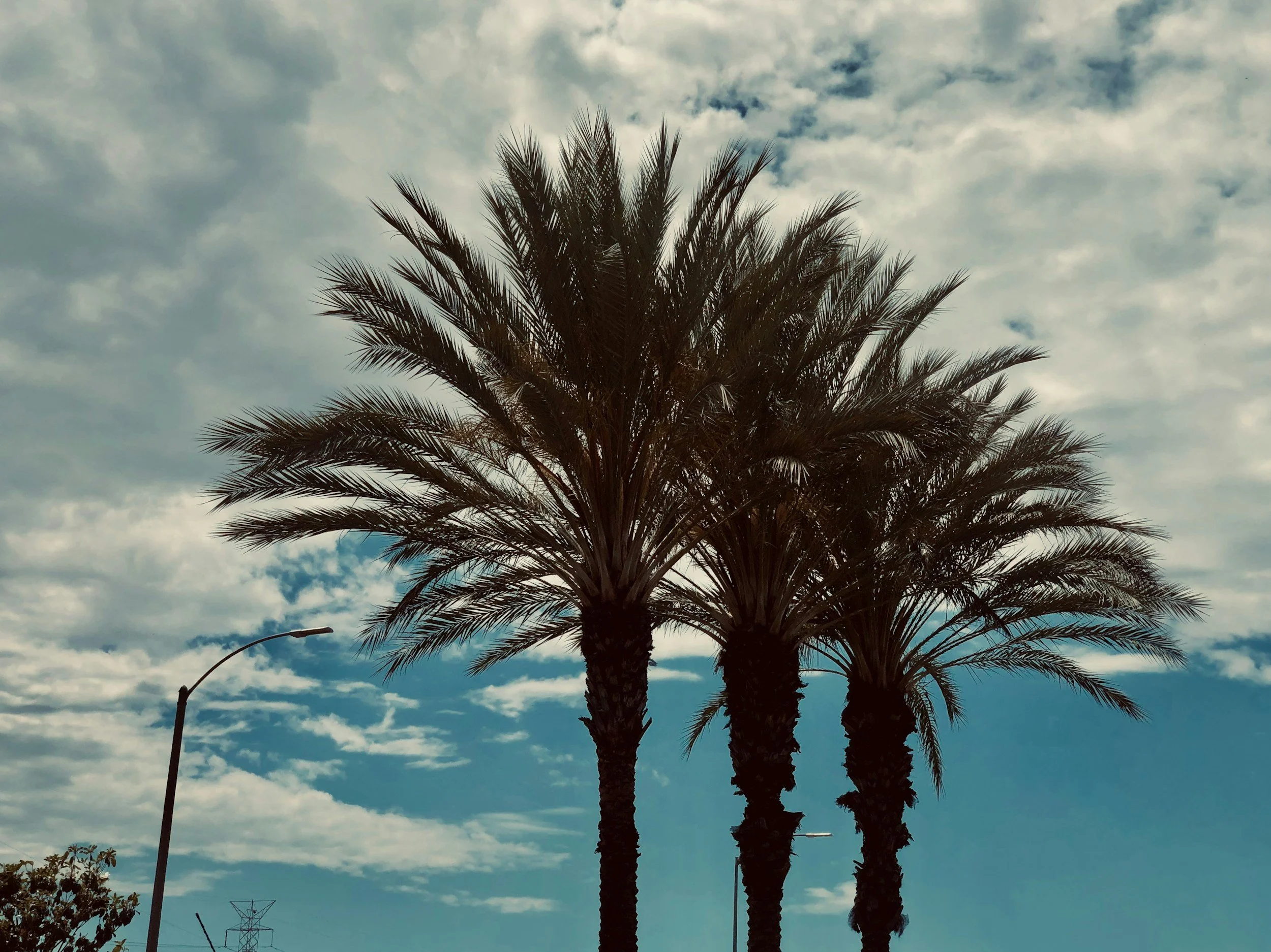 Palm trees in South Gate, California