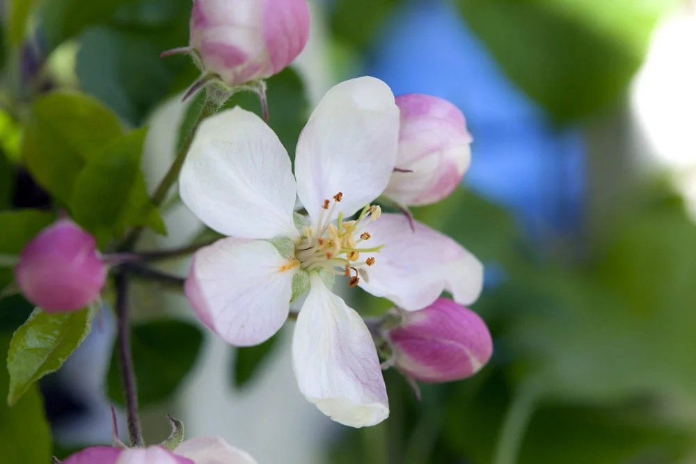Call To Northwest Photographers - Botanical Images Wanted