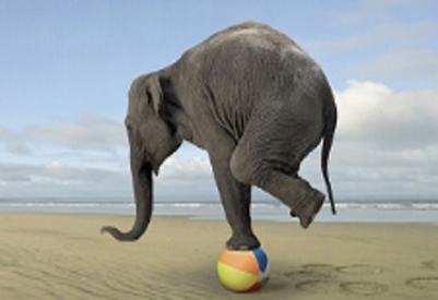 elephant.jpeg