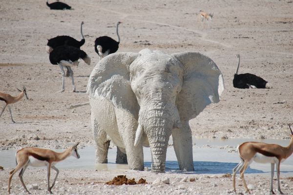 Stop The Elephant Of Comparing Yourself To Others